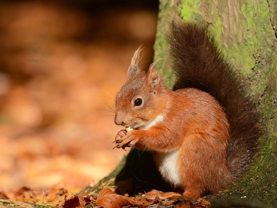 Обои природа, лес, орехи, белка, белочка, nature, forest, nuts, protein, squirrel разрешение 2048x1365 Загрузить