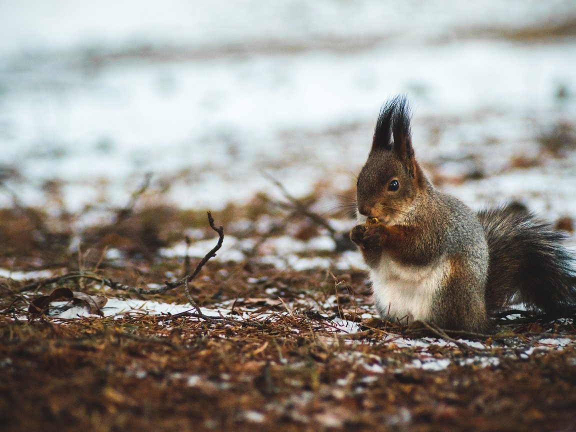 Обои природа, лес, орехи, зима, белка, боке, белочка, nature, forest, nuts, winter, protein, bokeh, squirrel разрешение 2560x1702 Загрузить