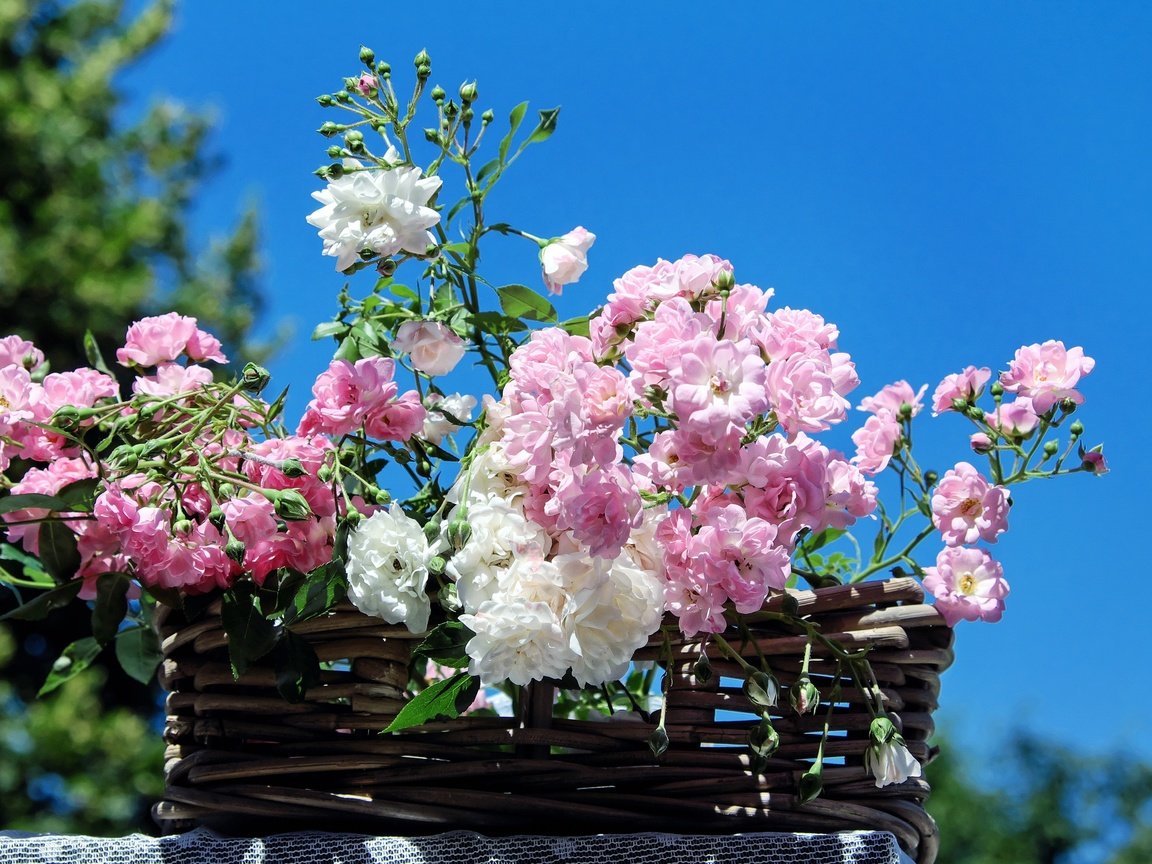 Обои небо, цветы, розы, лепестки, корзина, the sky, flowers, roses, petals, basket разрешение 4880x3218 Загрузить