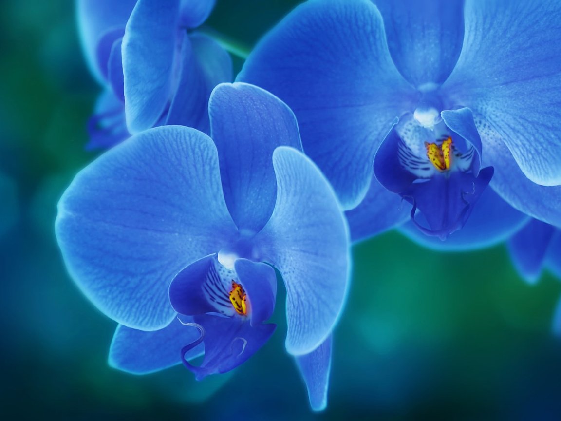 Обои цветы, лепестки, орхидея, flowers, petals, orchid разрешение 1920x1080 Загрузить