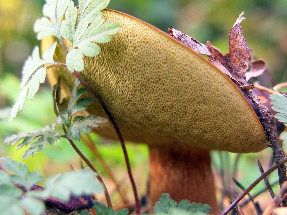 Обои трава, природа, растения, лес, гриб, шляпка, крупным планом, grass, nature, plants, forest, mushroom, hat, closeup разрешение 3264x2176 Загрузить