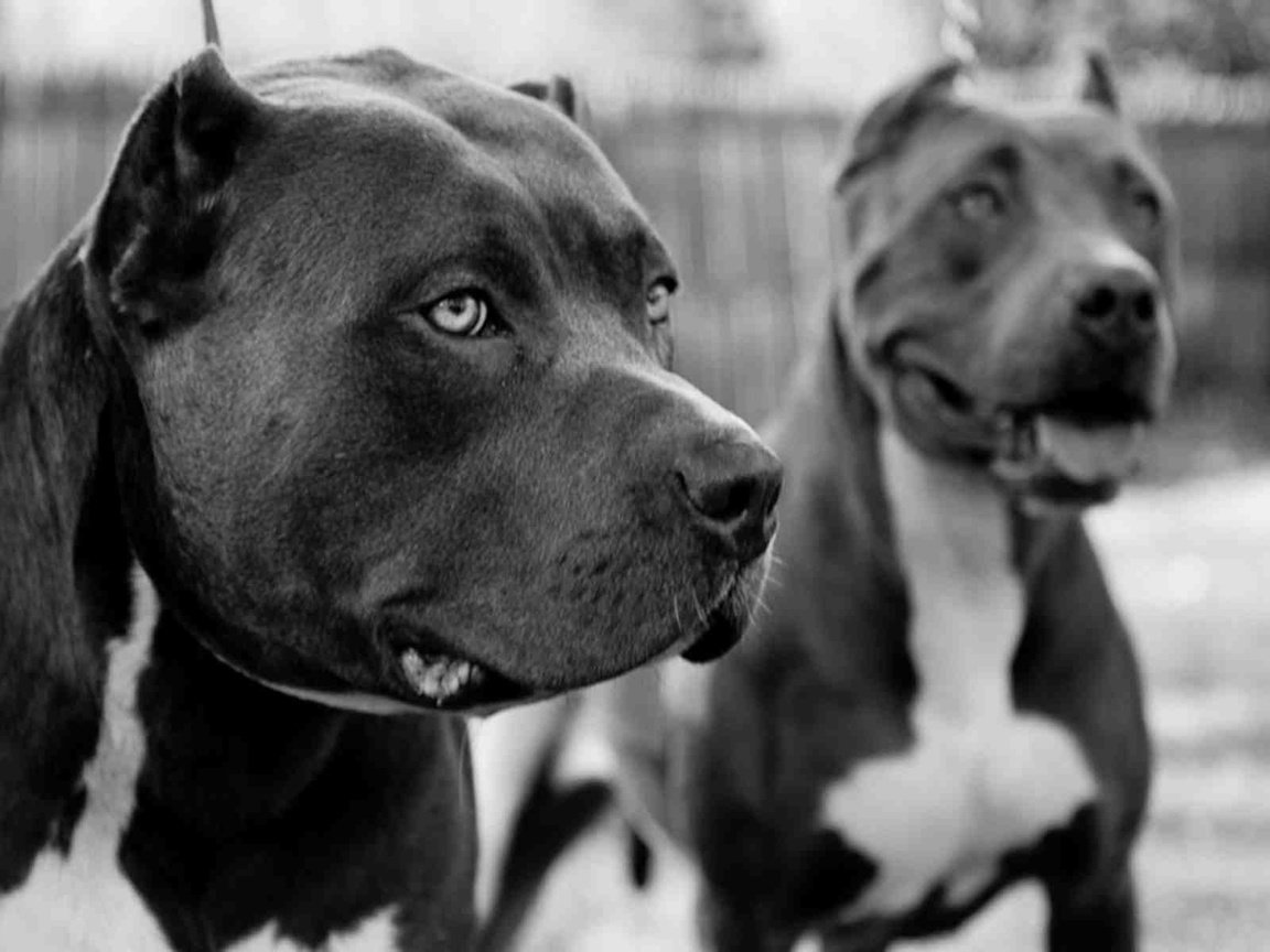 Обои чёрно-белое, собаки, питбультерьер, питбуль, black and white, dogs, pit bull terrier, pit bull разрешение 1920x1200 Загрузить