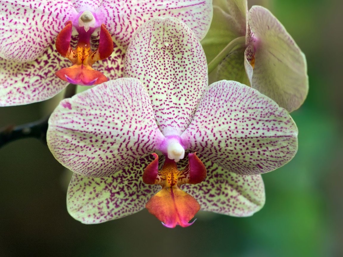 Обои цветы, фон, лепестки, орхидеи, фаленопсис, flowers, background, petals, orchids, phalaenopsis разрешение 1920x1200 Загрузить
