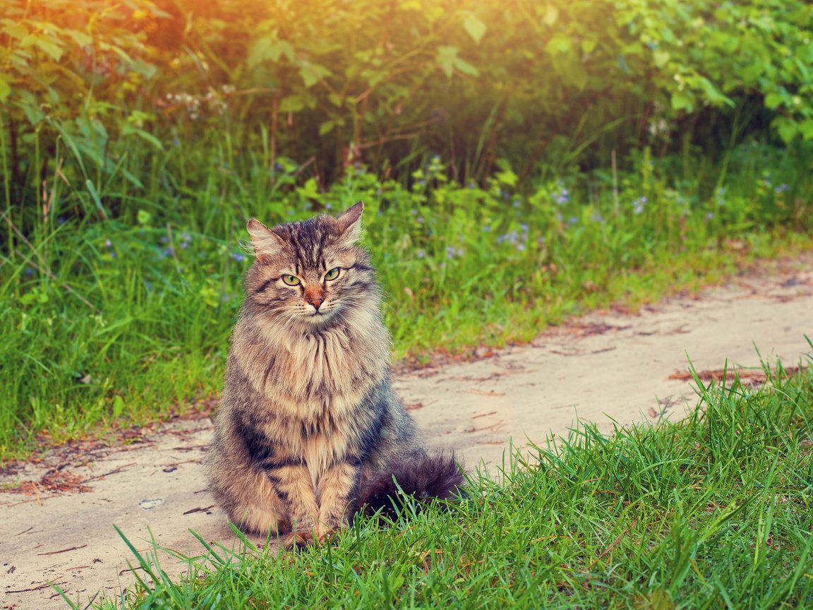 Обои трава, зелень, кот, мордочка, усы, кошка, grass, greens, cat, muzzle, mustache разрешение 2880x1800 Загрузить