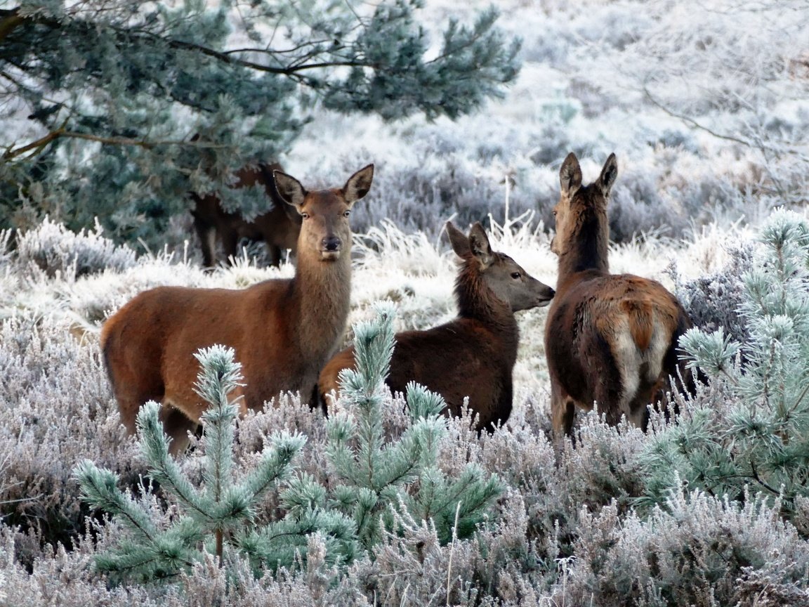 Обои растения, иней, ели, олени, косуля, кабарга, plants, frost, ate, deer, roe, musk deer разрешение 5472x3648 Загрузить