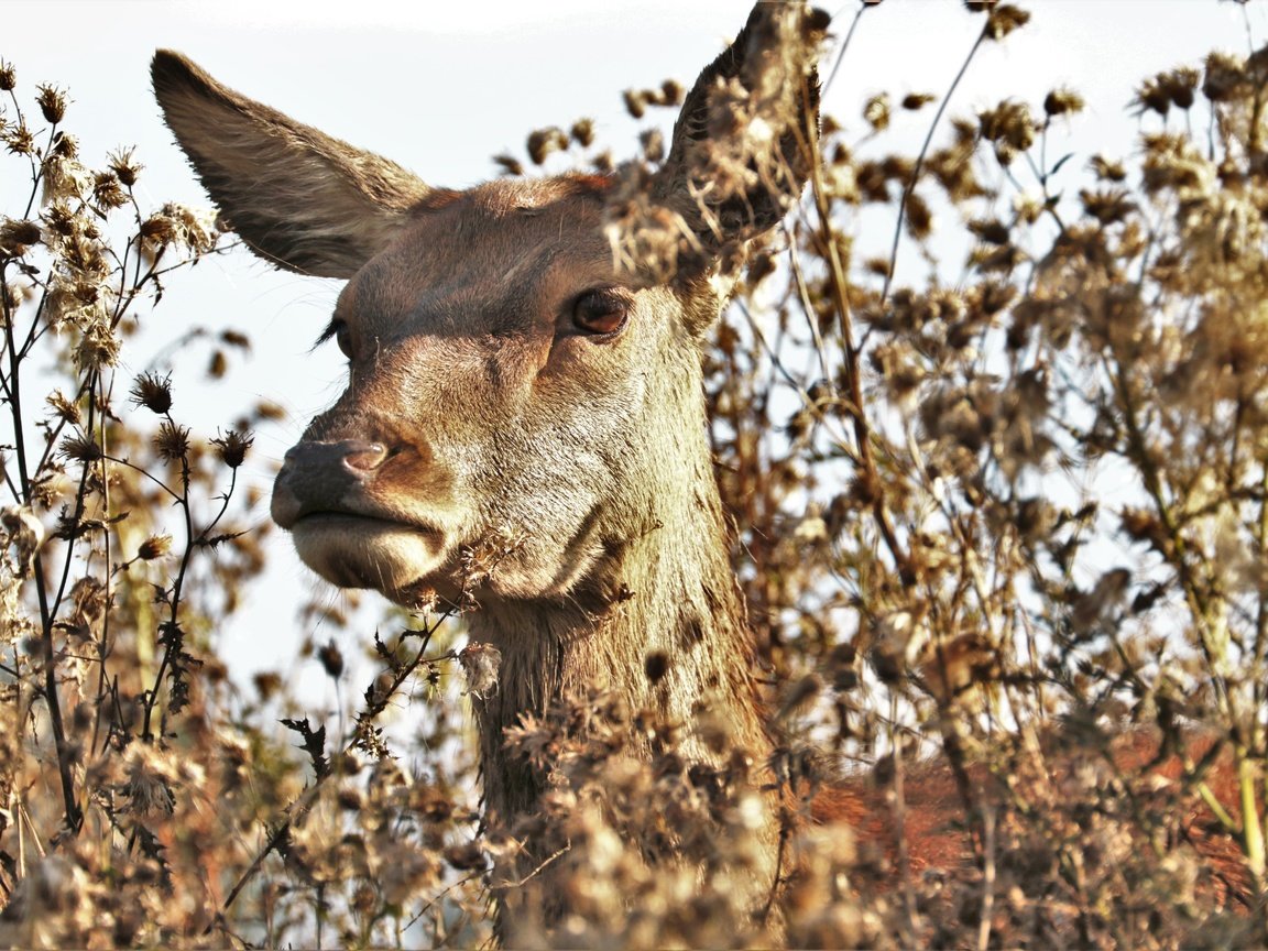 Обои морда, природа, растения, олень, животное, лань, face, nature, plants, deer, animal, doe разрешение 5251x3501 Загрузить