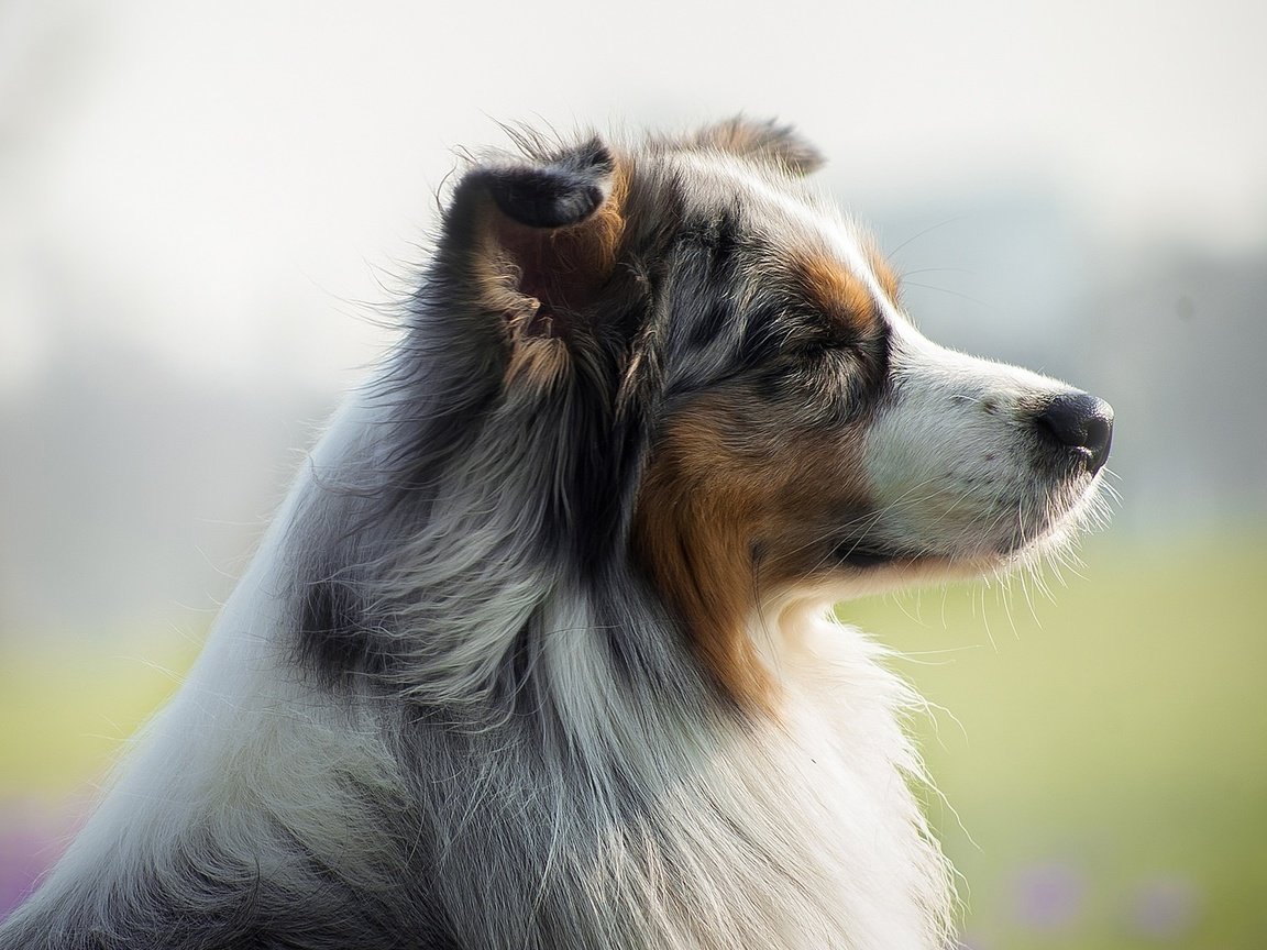 Обои мордочка, взгляд, собака, профиль, австралийская овчарка, muzzle, look, dog, profile, australian shepherd разрешение 1921x1081 Загрузить