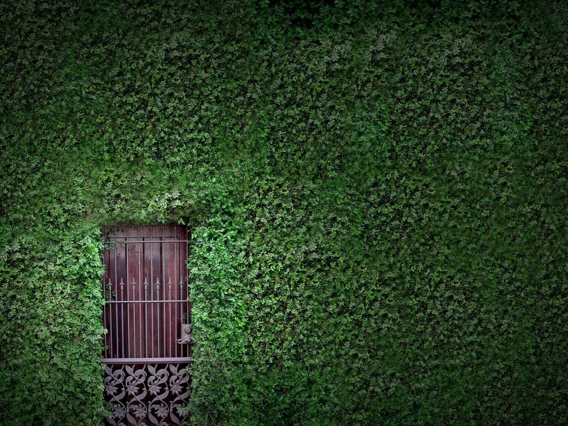 Обои зелень, растения, листья, листва, стена, дверь, плющ, greens, plants, leaves, foliage, wall, the door, ivy разрешение 2560x1600 Загрузить
