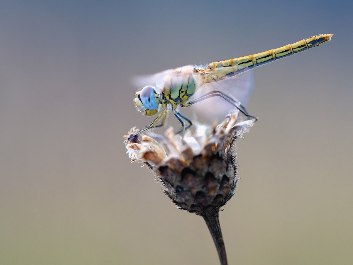 Обои макро, насекомое, цветок, крылья, стрекоза, растение, сухой, macro, insect, flower, wings, dragonfly, plant, dry разрешение 1920x1279 Загрузить