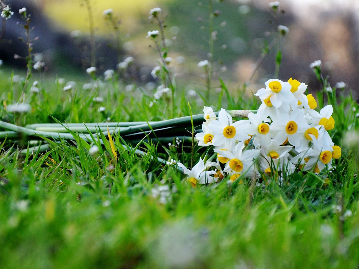 Обои цветы, трава, букет, нарциссы, flowers, grass, bouquet, daffodils разрешение 1920x1200 Загрузить