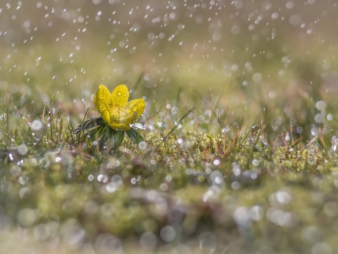 Обои трава, желтый, цветок, капли, дождь, первоцвет, grass, yellow, flower, drops, rain, primrose разрешение 2560x1600 Загрузить