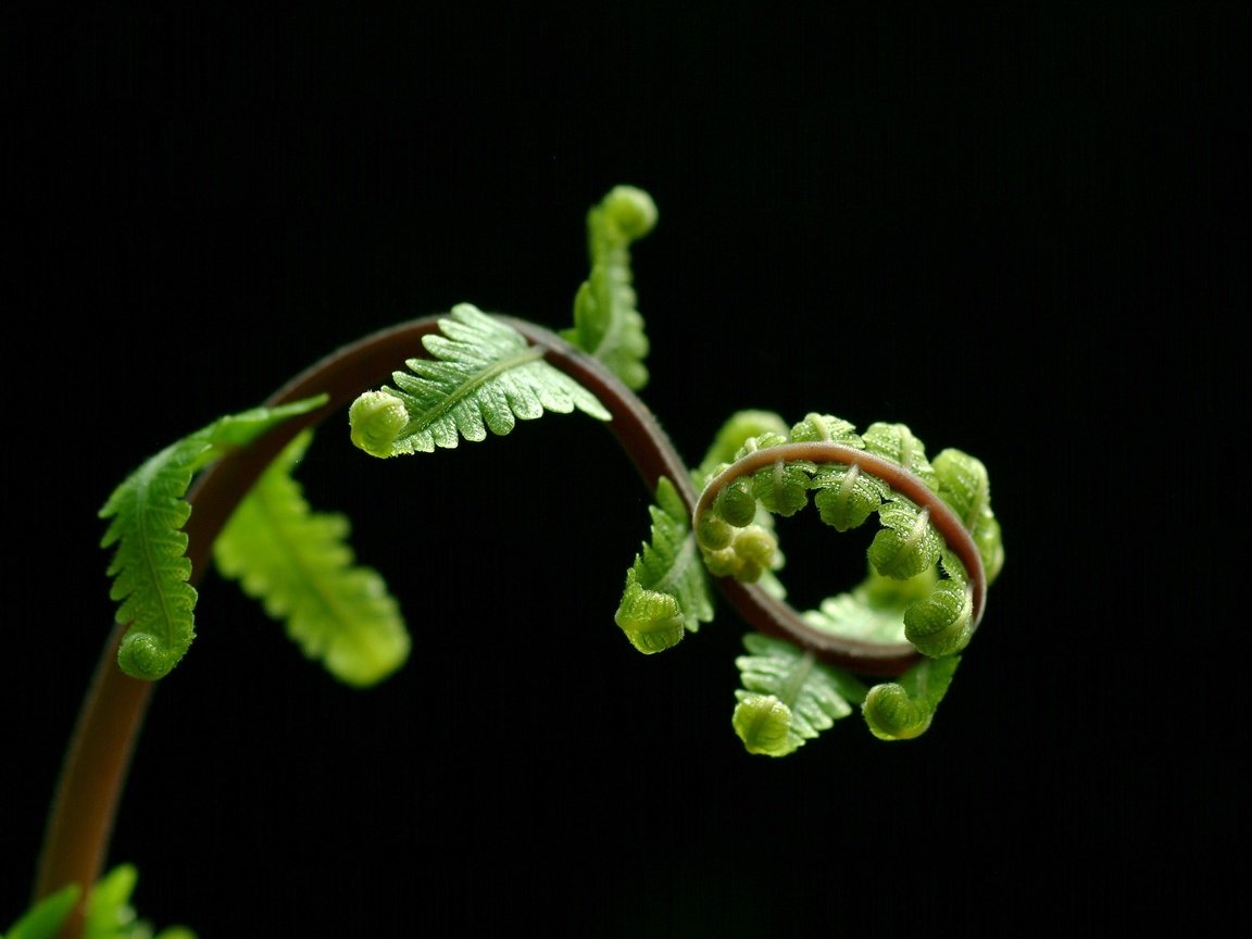 Обои листья, черный фон, растение, стебель, папоротник, leaves, black background, plant, stem, fern разрешение 3009x2257 Загрузить