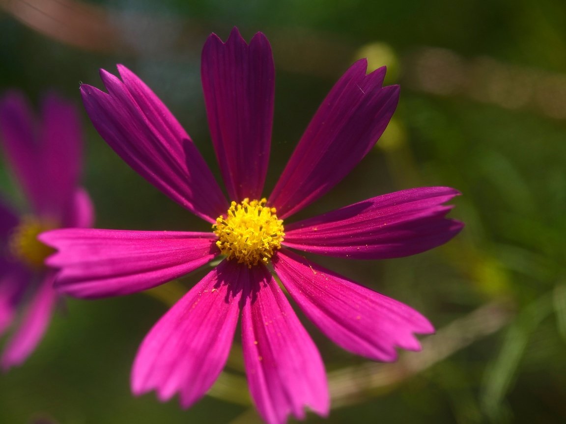 Обои цветы, лепестки, розовые, боке, космея, flowers, petals, pink, bokeh, kosmeya разрешение 2560x1709 Загрузить