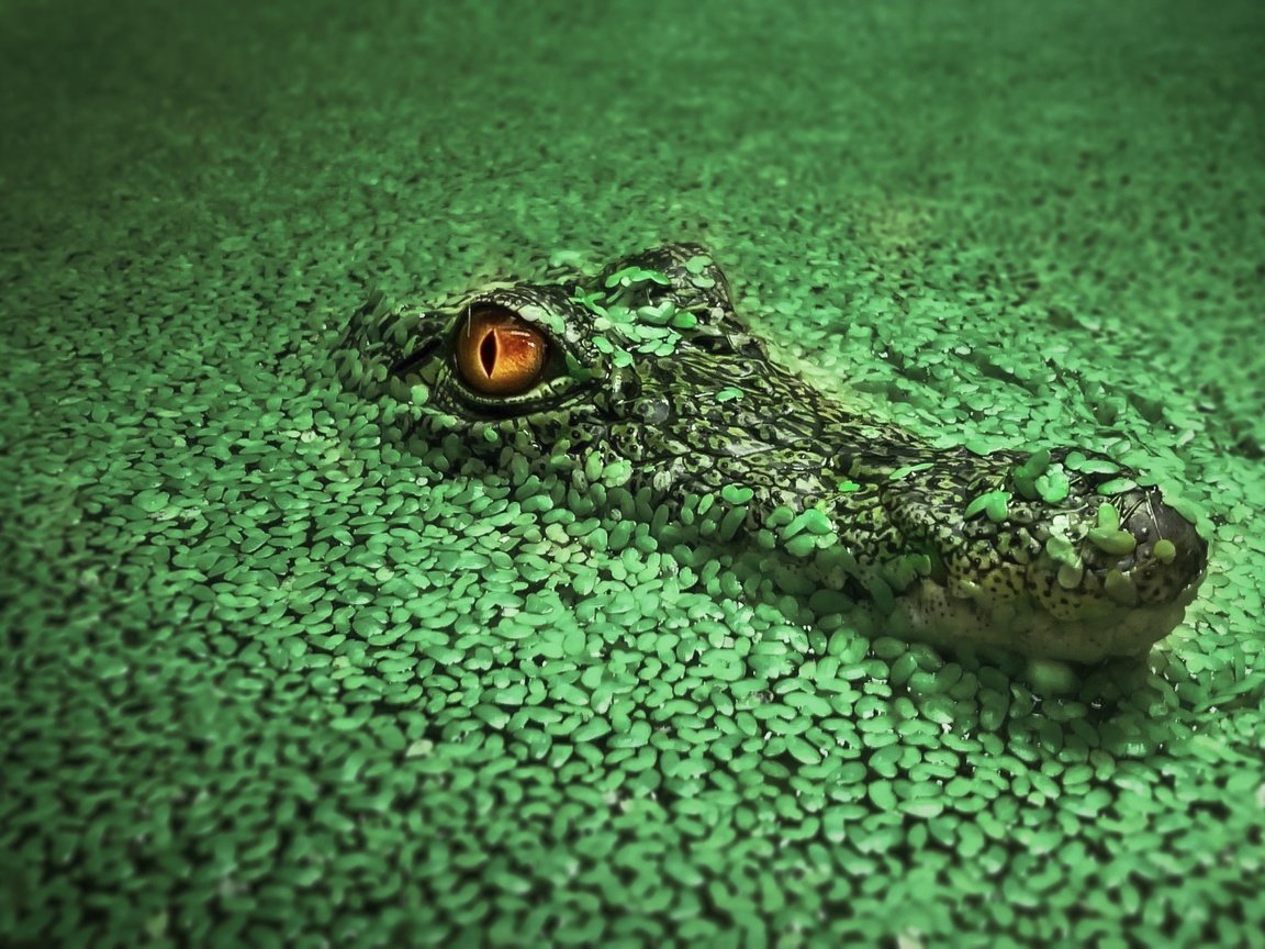 Обои вода, крокодил, водоросли, рептилия, ряска, пресмыкающиеся, water, crocodile, algae, reptile, duckweed, reptiles разрешение 1920x1200 Загрузить