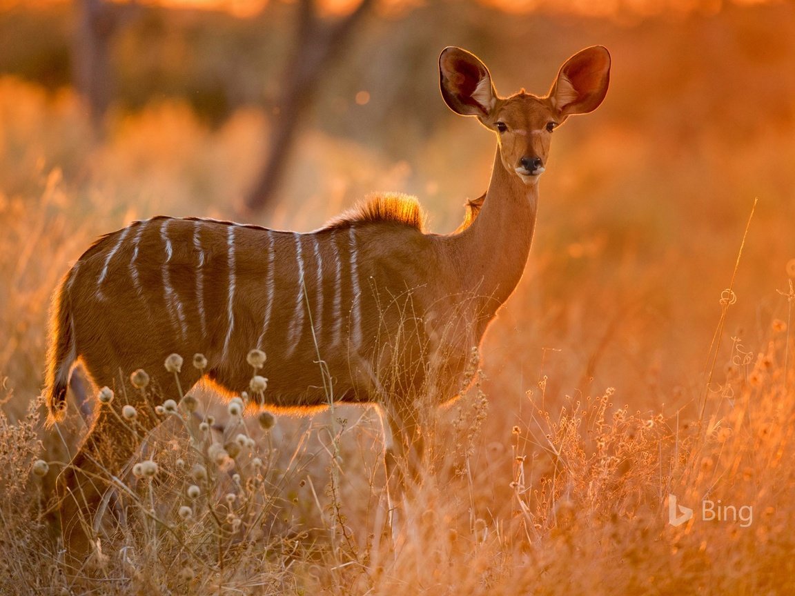 Обои трава, африка, саванна, антилопа, ботсвана, куду, малый куду, grass, africa, savannah, antelope, botswana разрешение 1920x1200 Загрузить