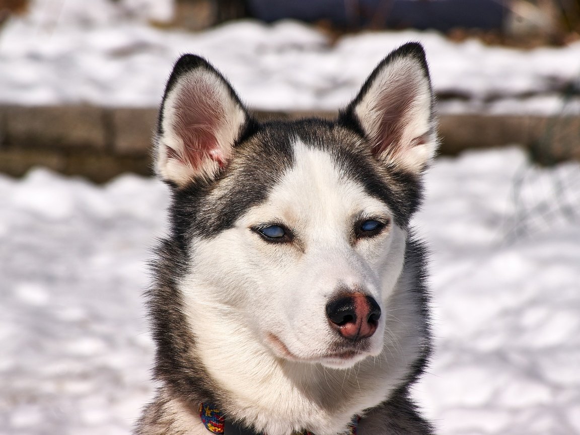 Обои снег, зима, собака, щенок, хаски, сибирский хаски, snow, winter, dog, puppy, husky, siberian husky разрешение 4592x3056 Загрузить