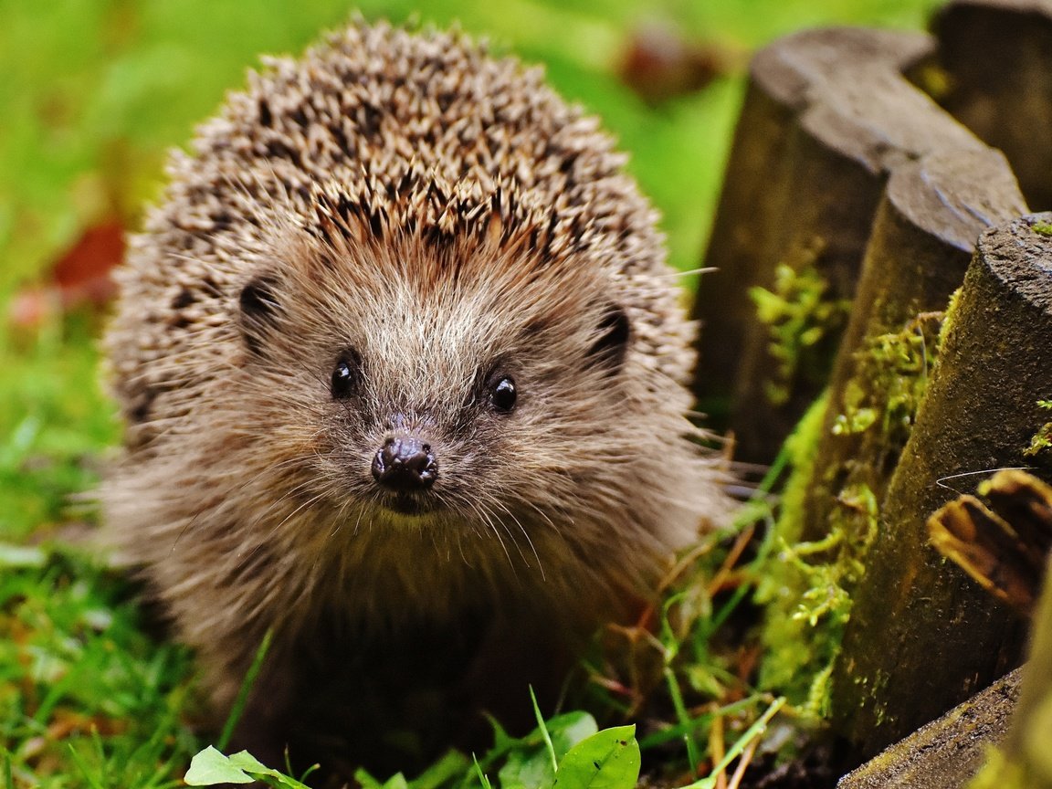 Обои трава, мордочка, взгляд, ежик, иголки, еж, носик, grass, muzzle, look, hedgehog, needles, spout разрешение 1920x1200 Загрузить