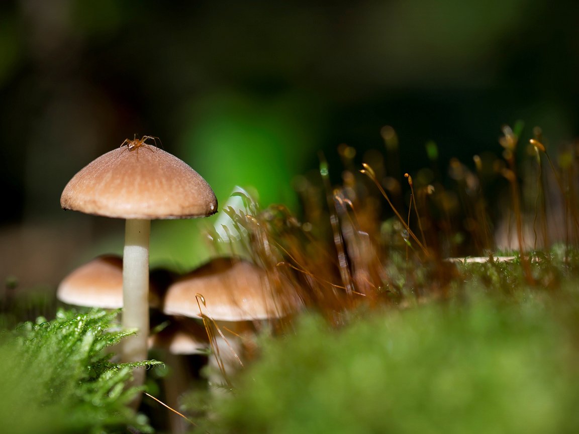 Обои природа, грибы, размытость, гриб, мох, паук, ростки, nature, mushrooms, blur, mushroom, moss, spider, sprouts разрешение 1920x1200 Загрузить