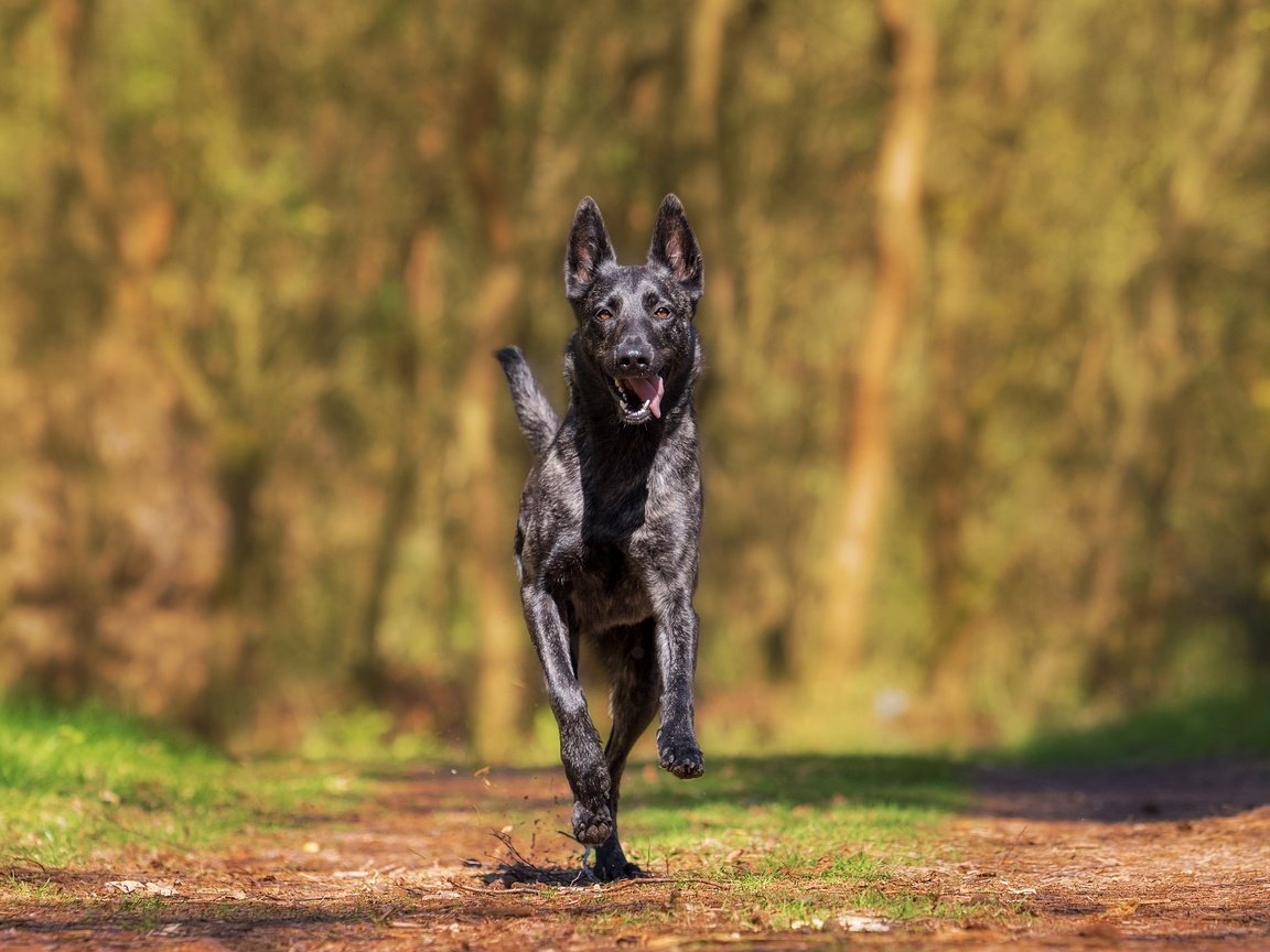 Обои собака, прогулка, бежит, хердер, голландская овчарка, dog, walk, runs разрешение 1920x1280 Загрузить