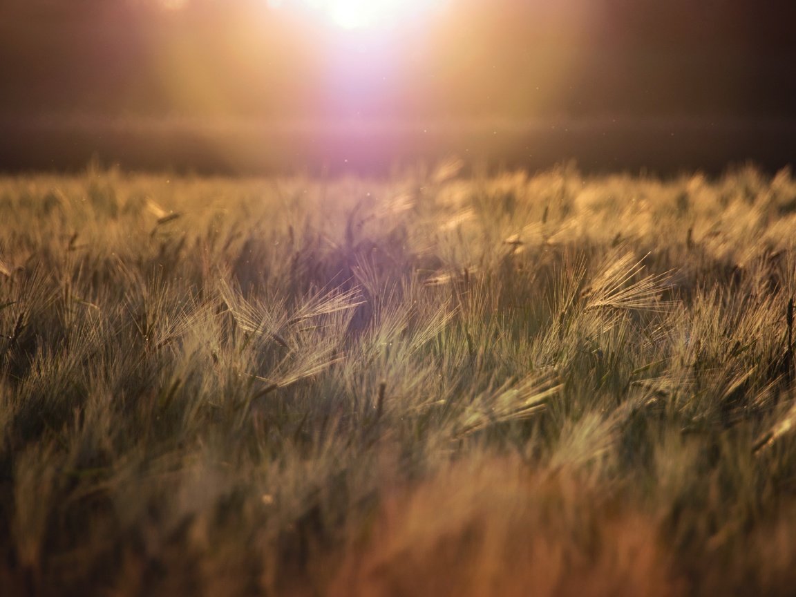 Обои трава, природа, горизонт, колоски, растение, grass, nature, horizon, spikelets, plant разрешение 5494x3853 Загрузить