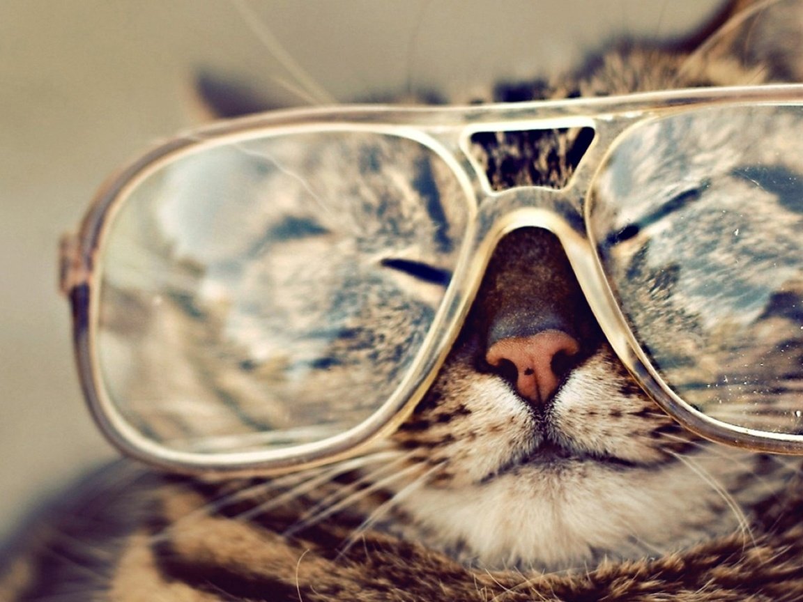 Обои кот, мордочка, кошка, очки, полосатый, крутой, cat, muzzle, glasses, striped, cool разрешение 1920x1200 Загрузить