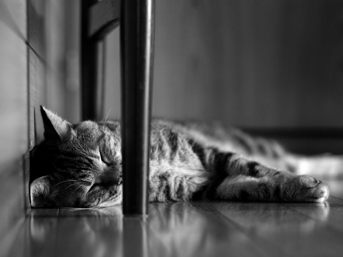 Обои кот, мордочка, кошка, чёрно-белое, сон, лапки, спящий, cat, muzzle, black and white, sleep, legs разрешение 2880x1800 Загрузить