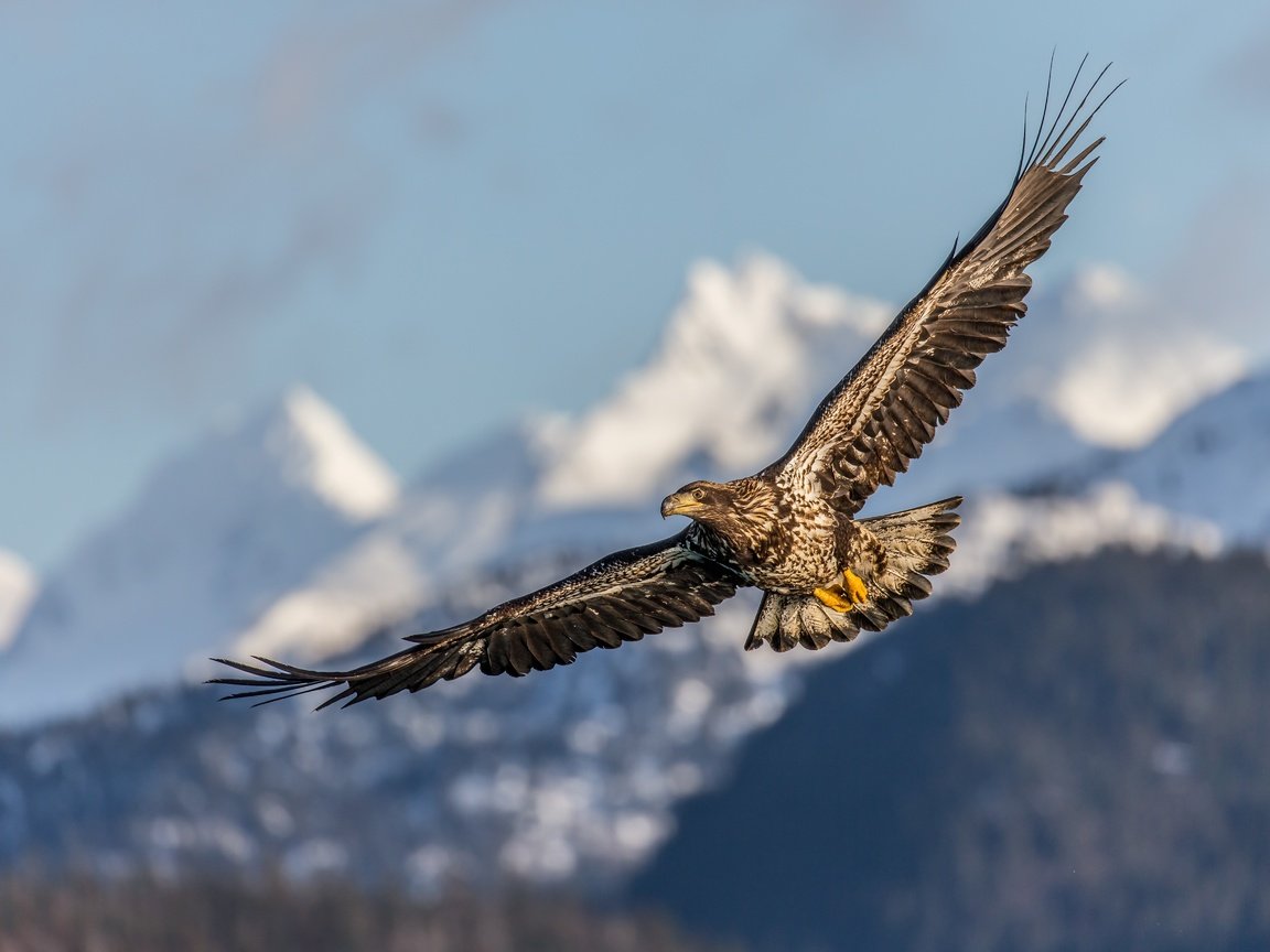 Обои полет, крылья, птица, клюв, перья, беркут, хищная птица, flight, wings, bird, beak, feathers, eagle, bird of prey разрешение 5184x3456 Загрузить