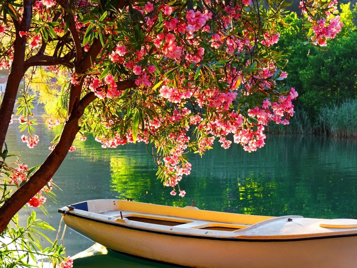 Обои деревья, река, цветение, отражение, лодка, лодка на озере, trees, river, flowering, reflection, boat, boat on the lake разрешение 1920x1080 Загрузить