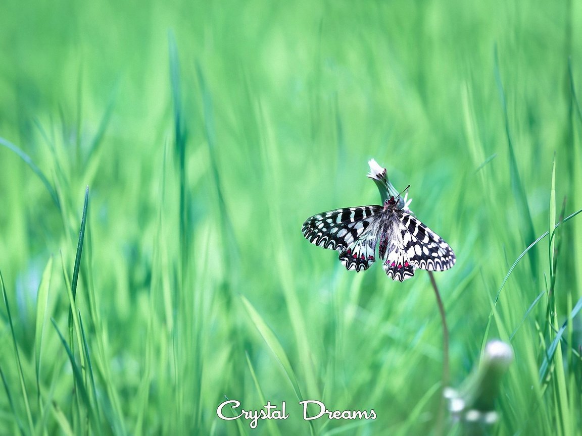 Обои трава, насекомое, бабочка, крылья, tatyana krylova, татьяна крылова, grass, insect, butterfly, wings разрешение 2000x1416 Загрузить