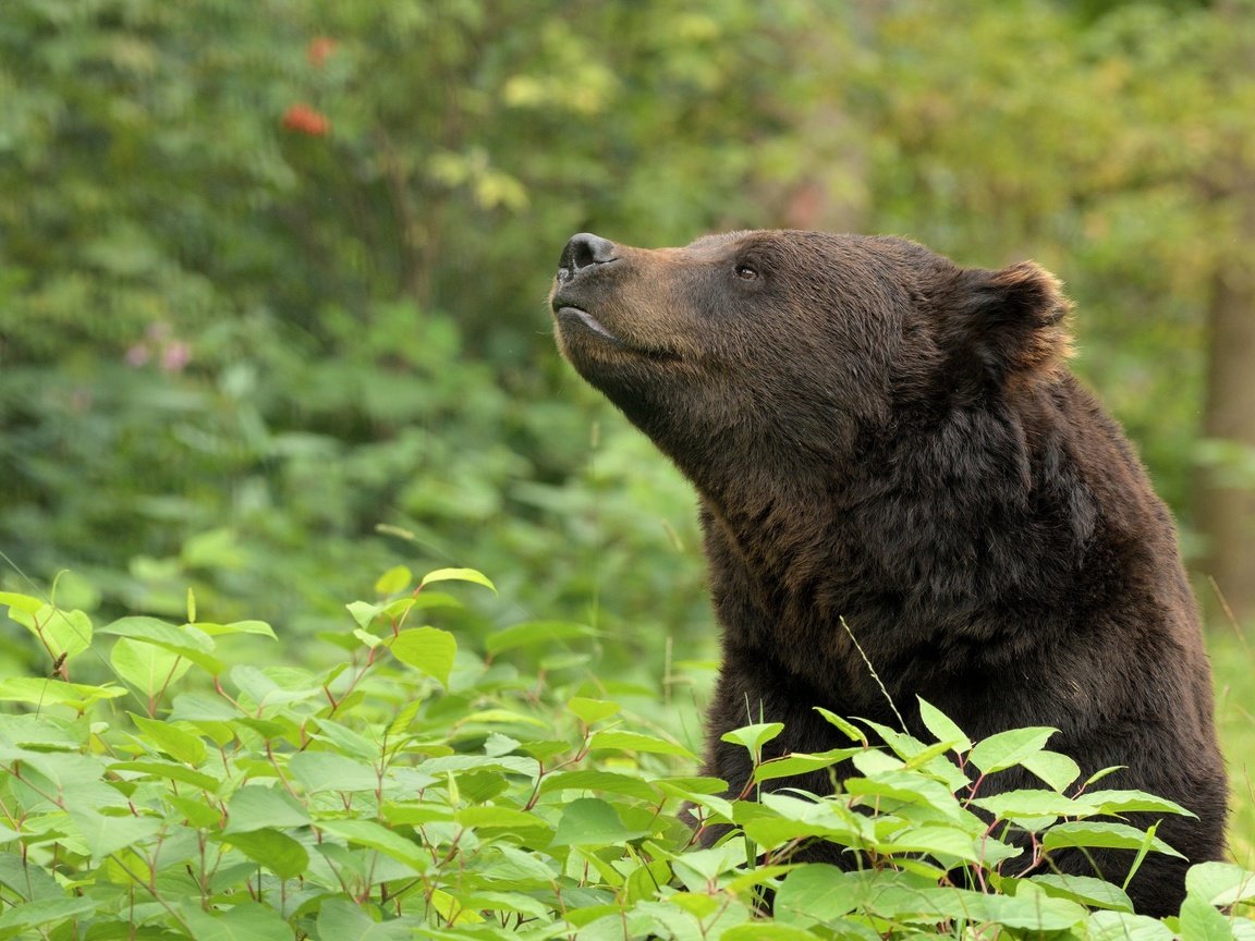 Обои морда, медведь, животное, зеленые листья, дикая природа, face, bear, animal, green leaves, wildlife разрешение 4776x2968 Загрузить