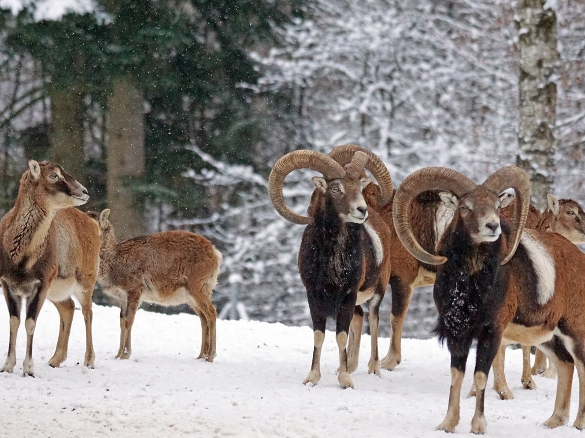 Обои снег, зима, рога, муфлон, бараны, горный баран, snow, winter, horns, mouflon, sheep разрешение 6000x4000 Загрузить