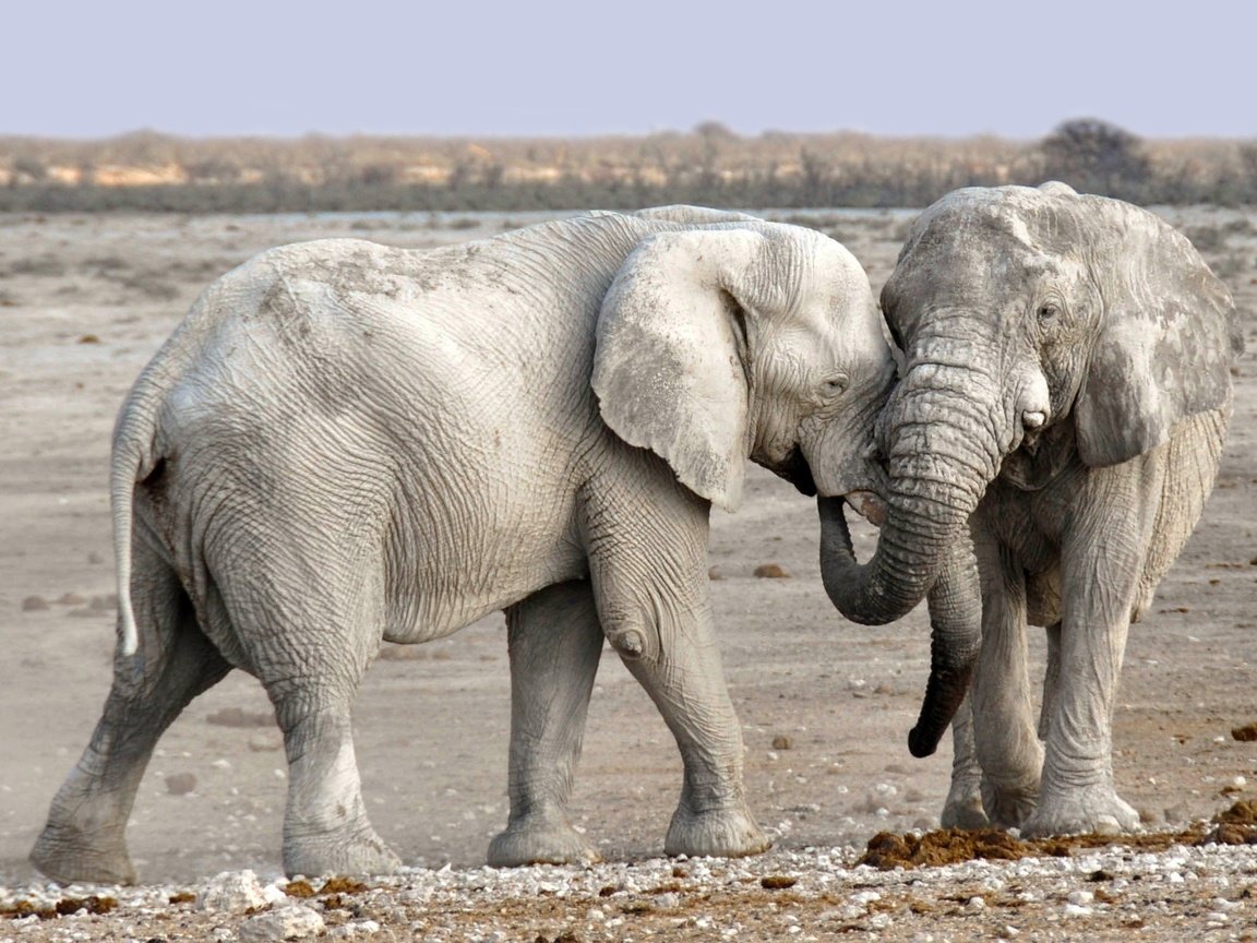 Обои природа, слон, африка, уши, слоны, хобот, намибия, nature, elephant, africa, ears, elephants, trunk, namibia разрешение 2800x1575 Загрузить