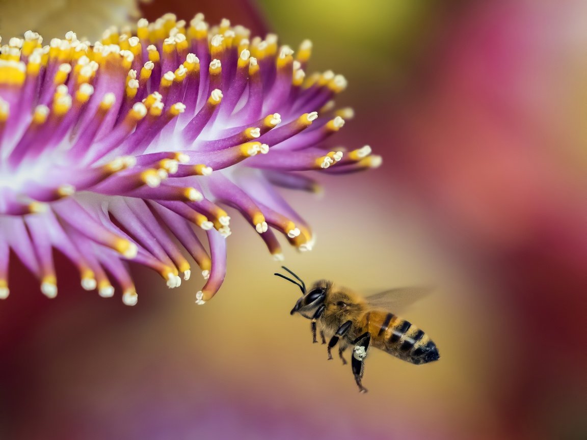 Обои природа, макро, насекомое, цветок, крылья, размытость, пчела, nature, macro, insect, flower, wings, blur, bee разрешение 3523x2686 Загрузить