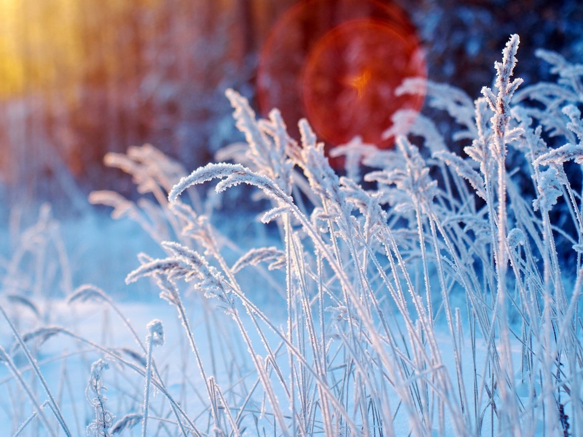 Обои трава, снег, зима, макро, иней, колоски, растение, grass, snow, winter, macro, frost, spikelets, plant разрешение 1920x1283 Загрузить