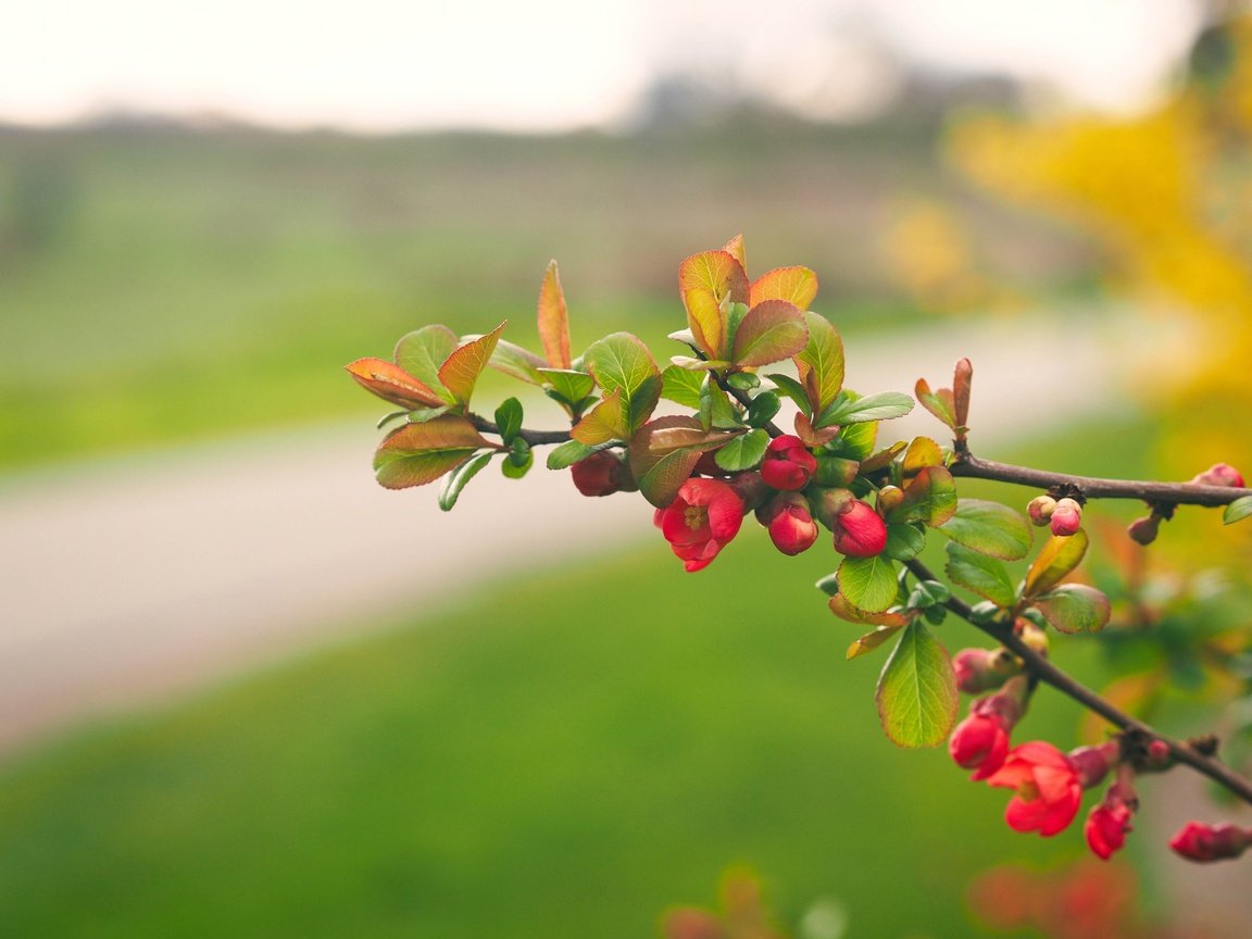 Обои цветы, ветка, природа, цветение, листья, лепестки, весна, flowers, branch, nature, flowering, leaves, petals, spring разрешение 3840x2880 Загрузить