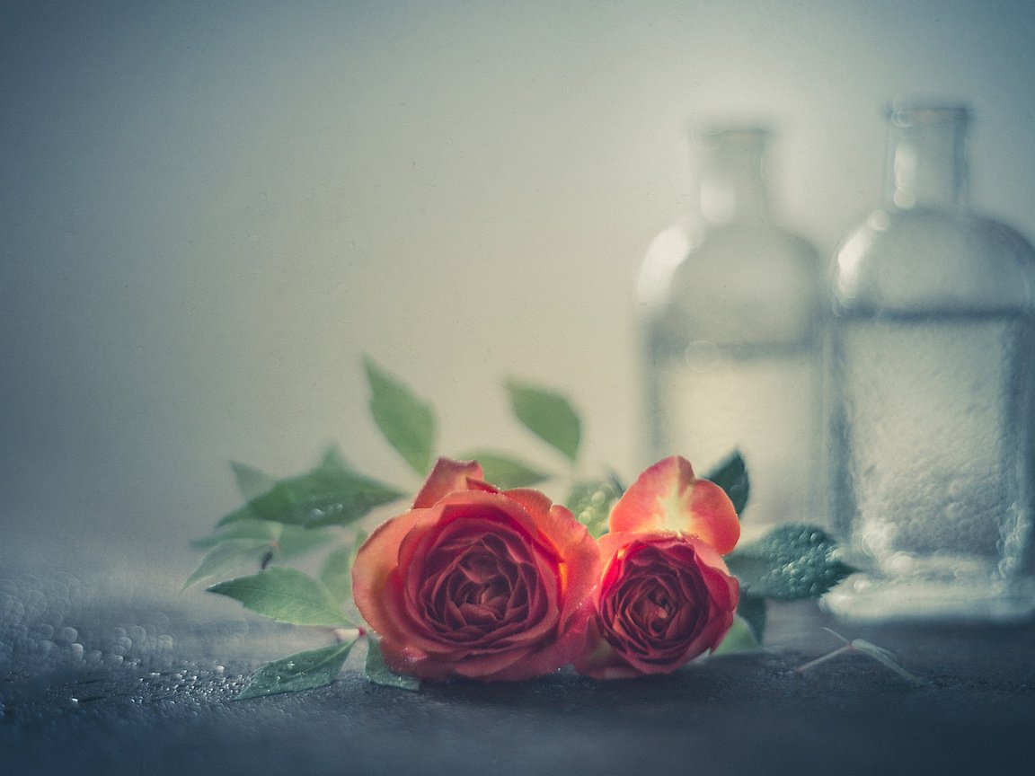 Обои цветы, вода, капли, розы, лепестки, бутылки, flowers, water, drops, roses, petals, bottle разрешение 1920x1200 Загрузить