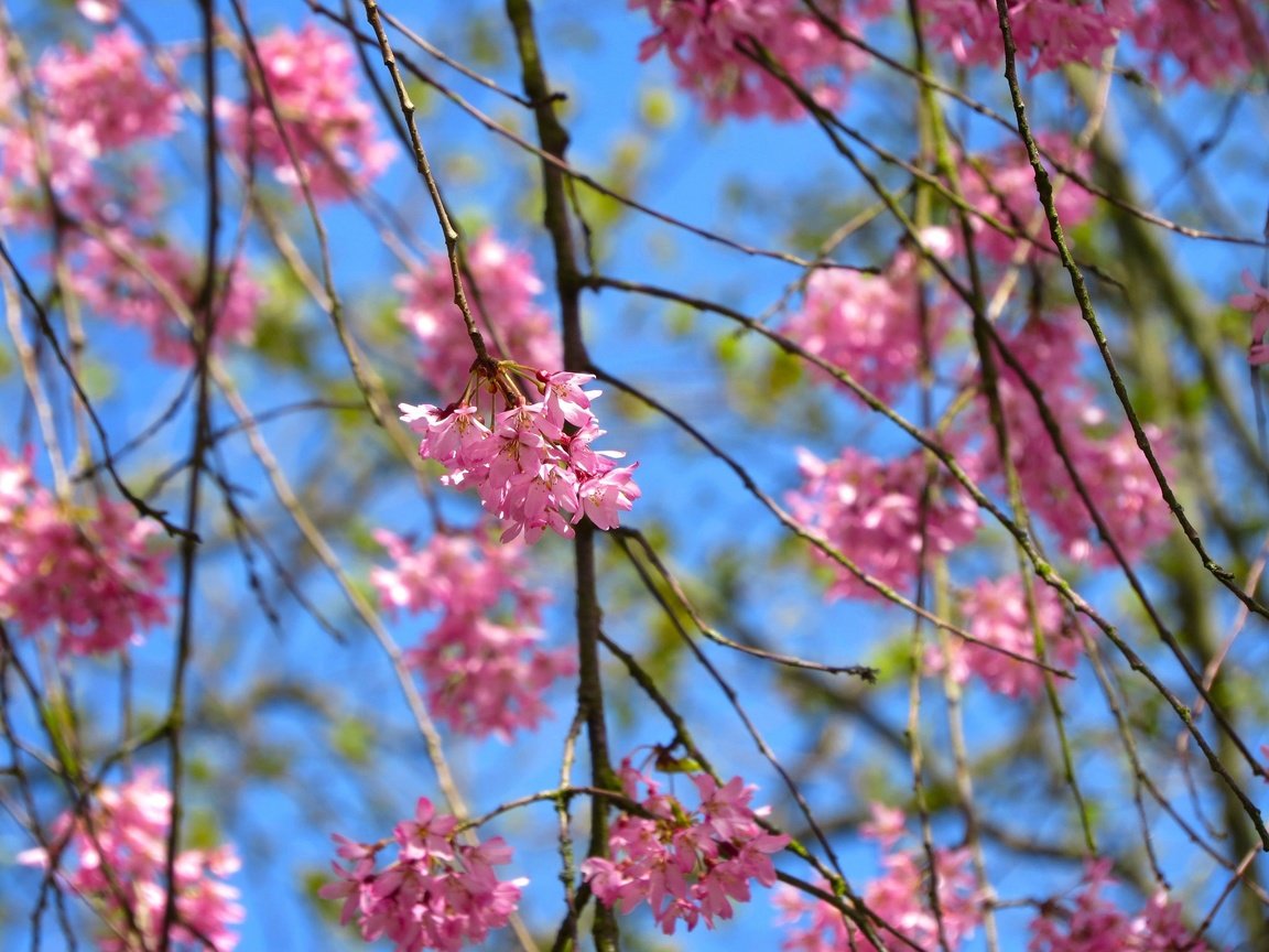 Обои небо, природа, дерево, цветение, листья, ветки, лепестки, весна, the sky, nature, tree, flowering, leaves, branches, petals, spring разрешение 2048x1536 Загрузить