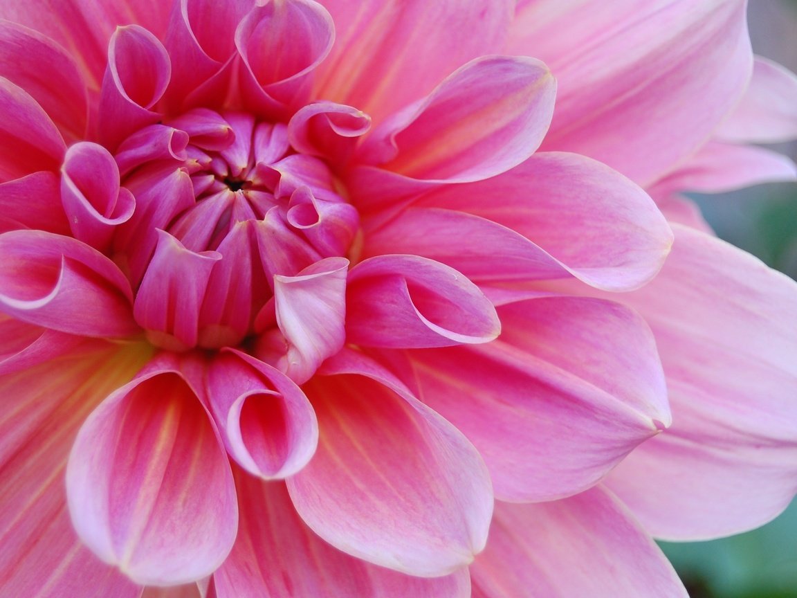 Обои цветок, лепестки, розовый, георгин, крупным планом, flower, petals, pink, dahlia, closeup разрешение 3008x2000 Загрузить