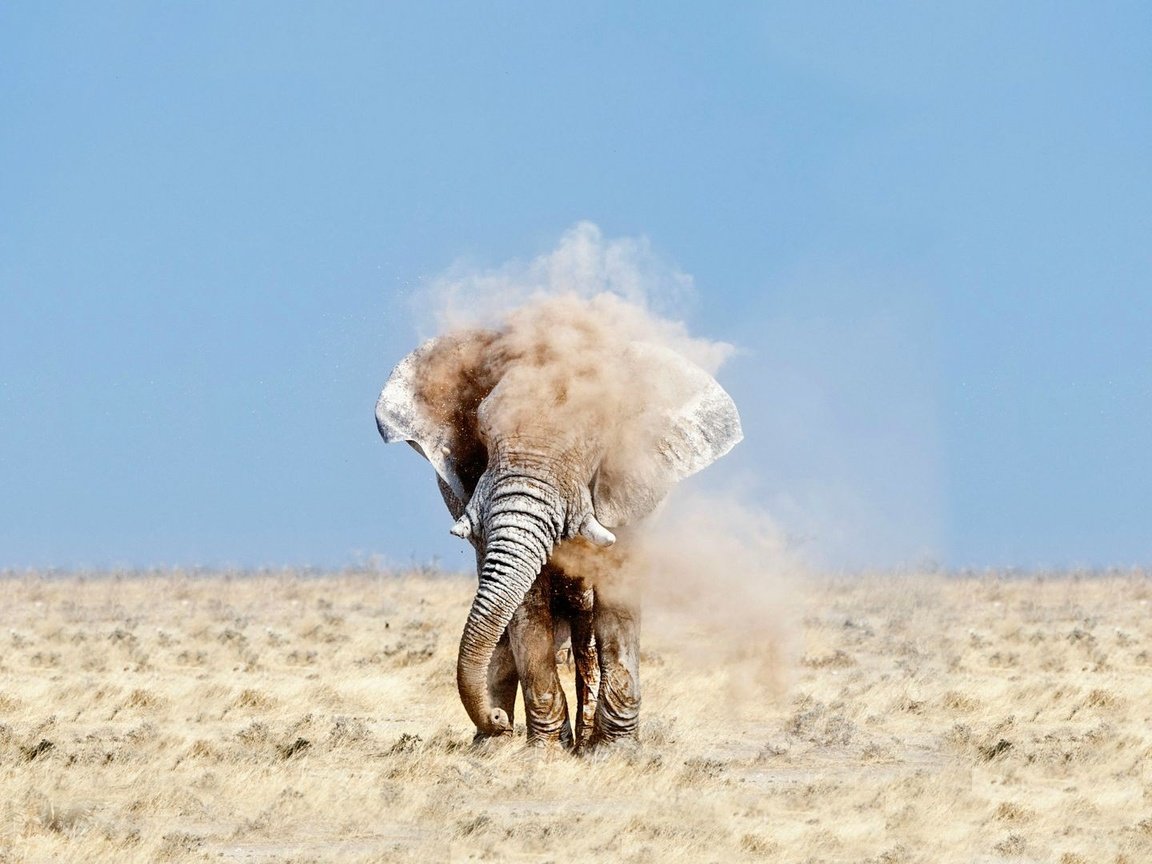 Обои небо, песок, слон, пыль, уши, бивни, the sky, sand, elephant, dust, ears, tusks разрешение 1920x1080 Загрузить