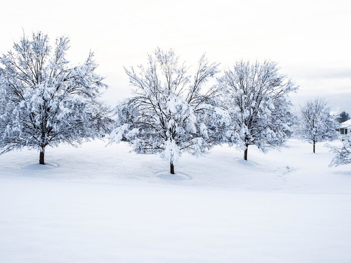 Обои деревья, снег, природа, зима, пейзаж, дом, trees, snow, nature, winter, landscape, house разрешение 1920x1080 Загрузить