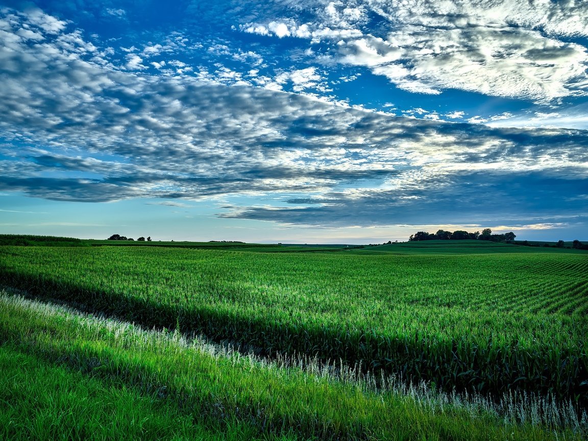 Обои небо, облака, зелень, поле, горизонт, сша, кукуруза, айова, the sky, clouds, greens, field, horizon, usa, corn, iowa разрешение 2200x1650 Загрузить