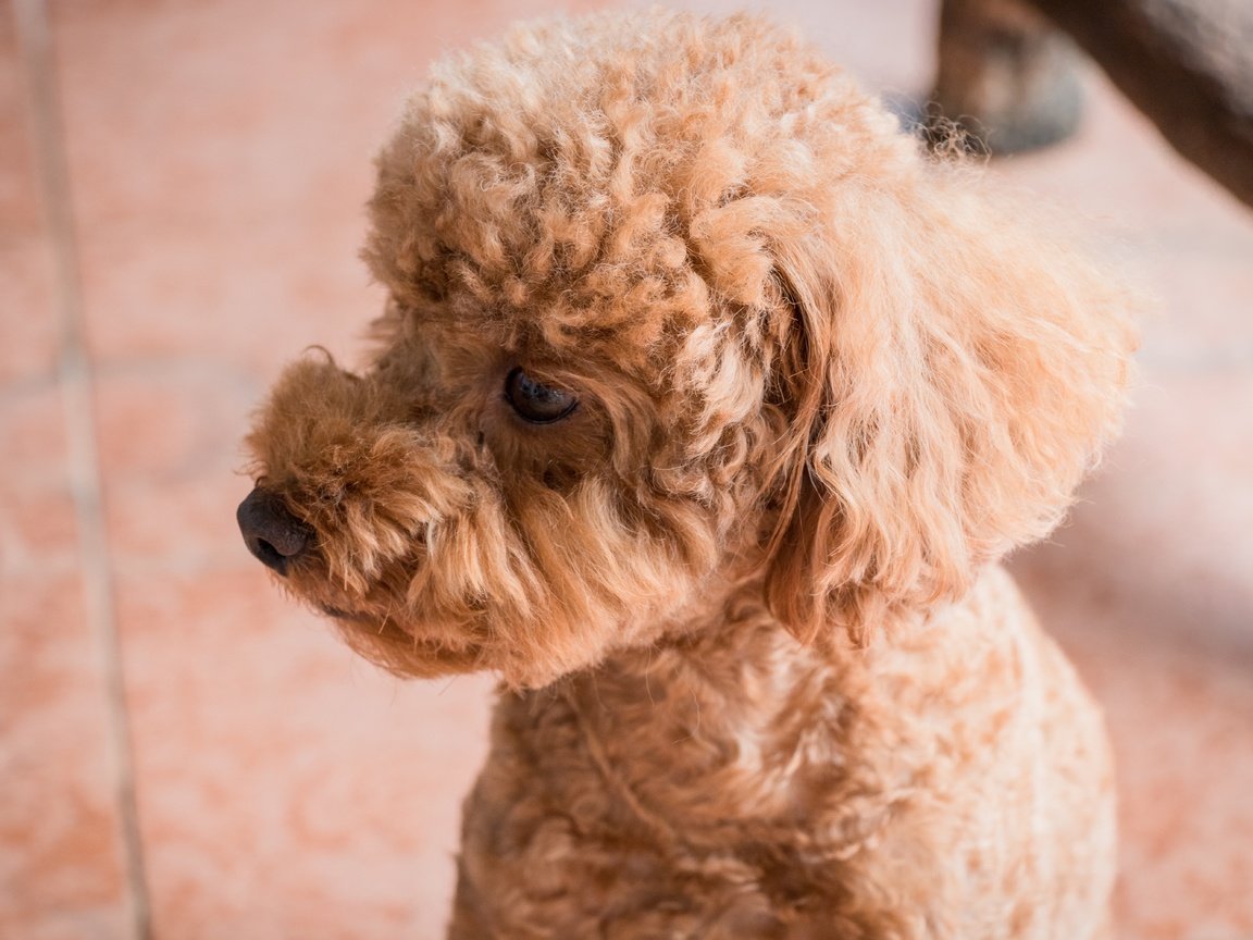 Обои глаза, взгляд, собака, профиль, пудель, абрикосовый, eyes, look, dog, profile, poodle, apricot разрешение 6000x4000 Загрузить