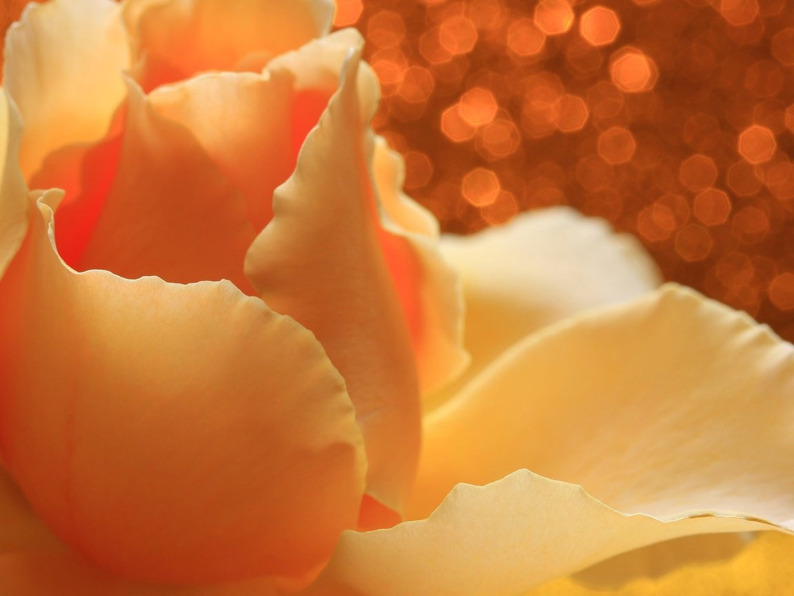 Обои цветок, роза, лепестки, блики, жёлтая, flower, rose, petals, glare, yellow разрешение 2048x1365 Загрузить