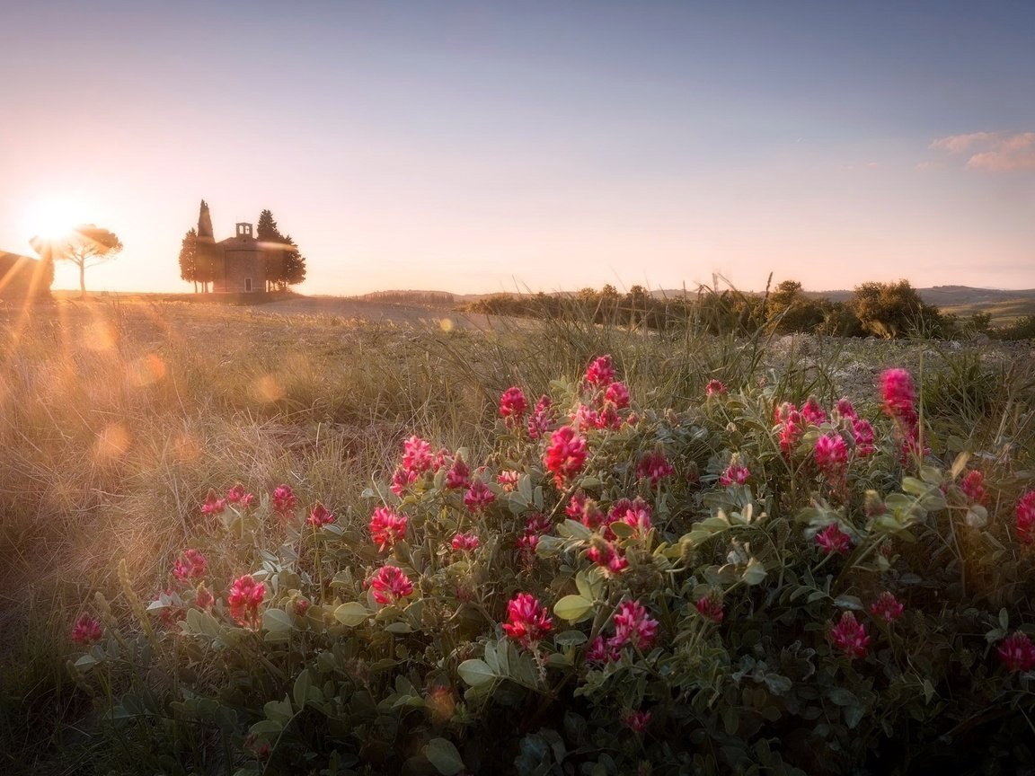 Обои небо, цветы, утро, поле, горизонт, солнечные лучи, the sky, flowers, morning, field, horizon, the sun's rays разрешение 2048x1326 Загрузить