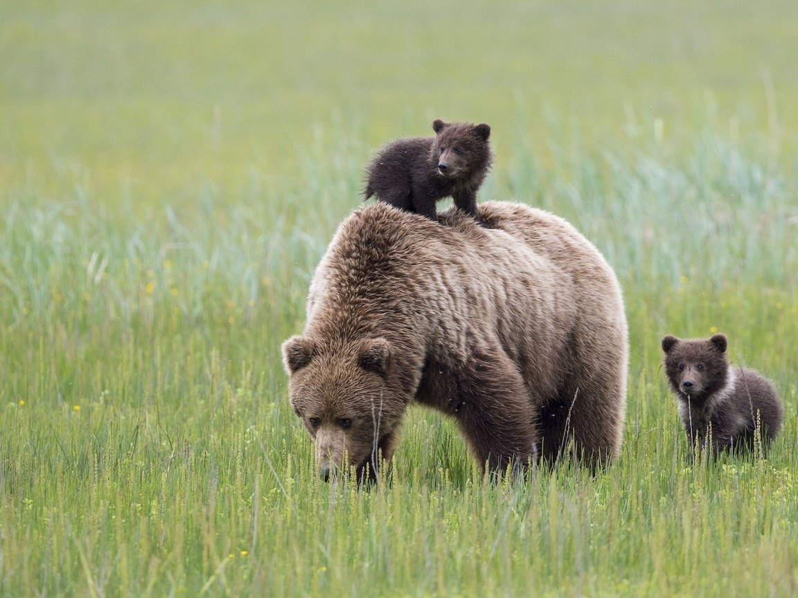 Обои трава, луг, медведи, аляска, медведица, медвежата, grass, meadow, bears, alaska, bear разрешение 2048x1280 Загрузить