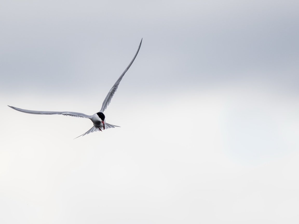 Обои полет, крылья, птица, клюв, перья, крачка, flight, wings, bird, beak, feathers, tern разрешение 2683x1440 Загрузить