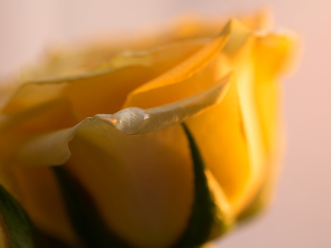 Обои макро, цветок, капля, роза, лепестки, бутон, желтые, macro, flower, drop, rose, petals, bud, yellow разрешение 2048x1464 Загрузить