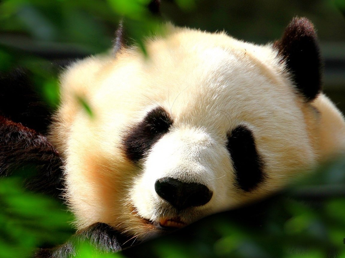 Обои трава, мордочка, листва, панда, сон, спит, бамбуковый медведь, большая панда, grass, muzzle, foliage, panda, sleep, sleeping, bamboo bear, the giant panda разрешение 1920x1080 Загрузить