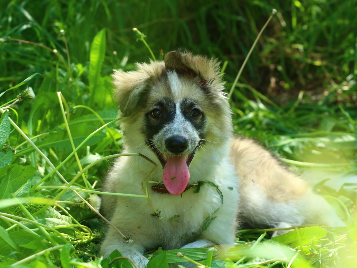 Обои трава, природа, зелень, собака, щенок, травка, язык, лайка, grass, nature, greens, dog, puppy, weed, language, laika разрешение 1920x1280 Загрузить