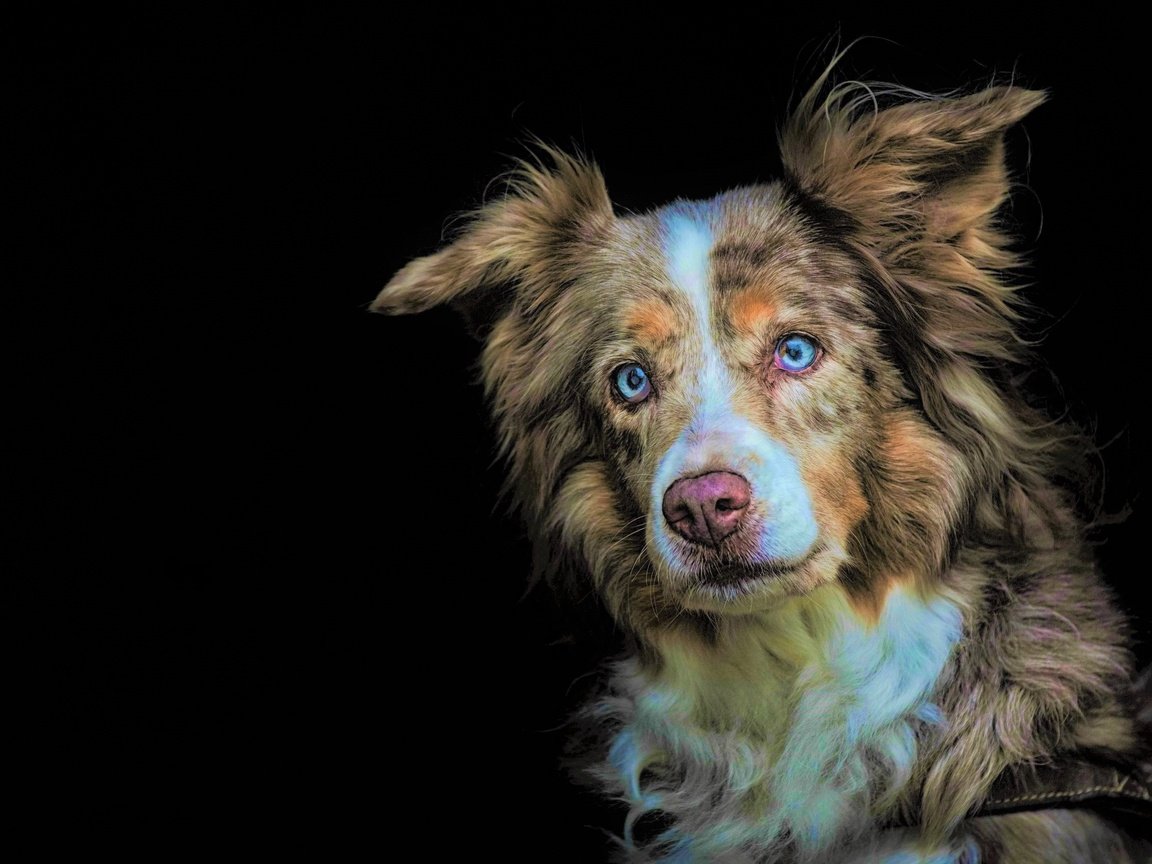 Обои глаза, взгляд, собака, черный фон, австралийская овчарка, eyes, look, dog, black background, australian shepherd разрешение 2560x1709 Загрузить